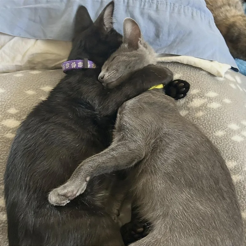 Wrestle