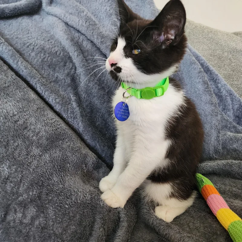 A baby medium-sized male Tuxedo cat named Pretzel for adoption in Pasco, WA