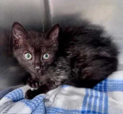 A baby small-sized female Black Domestic Short Hair cat named Serena At Petsmart In for adoption in Bishop, GA