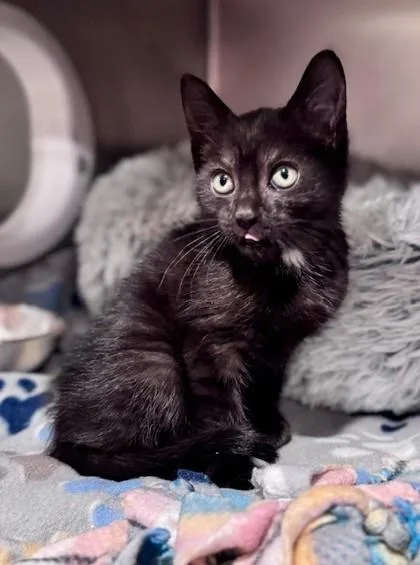 Serena At Petsmart In thumbnail 2