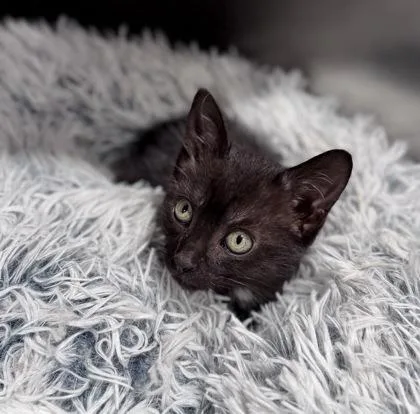 Serena At Petsmart In thumbnail 3