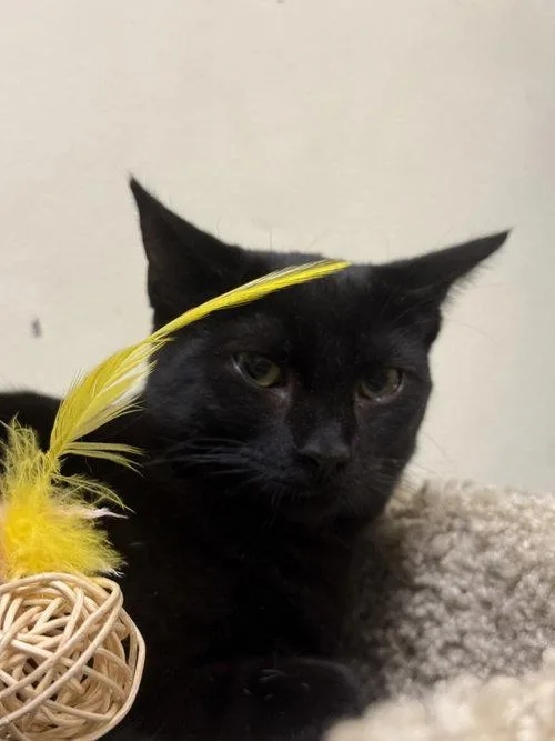 A baby medium-sized female Black Domestic Short Hair cat named Arizona for adoption in Phoenix, AZ