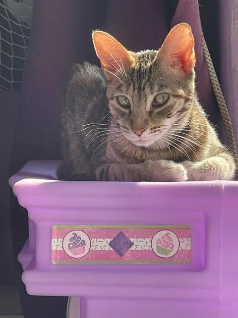 A young small-sized female Domestic Short Hair cat named Sarabi for adoption in Los Angeles, CA