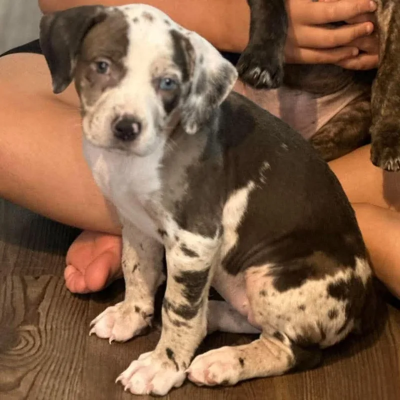 Cookies 'n Cream