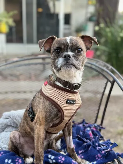 An adult small-sized male Brindle Boston Terrier dog named Banjo for adoption in Lafayette, CA