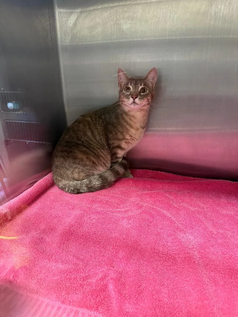A young medium-sized female Domestic Short Hair cat named Tabitha for adoption in Clarksville, TN