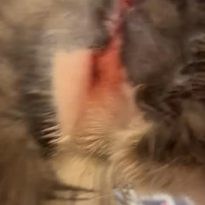 Bad Bunny thumbnail 2