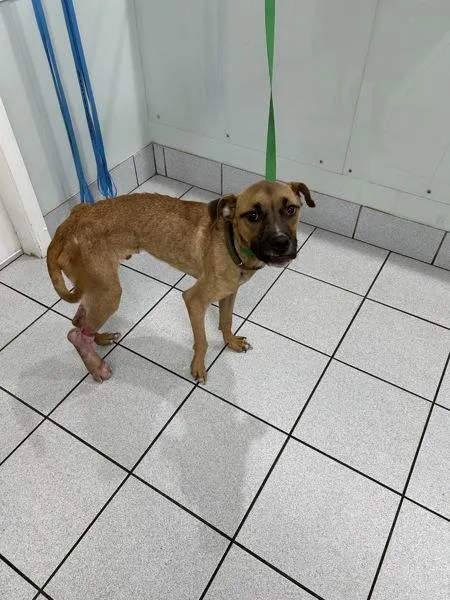 A young medium-sized male Mixed Breed dog named Booboo for adoption in Mobile, AL