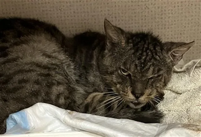 An adult medium-sized male Domestic Short Hair cat named Dalton for adoption in Long Beach, CA