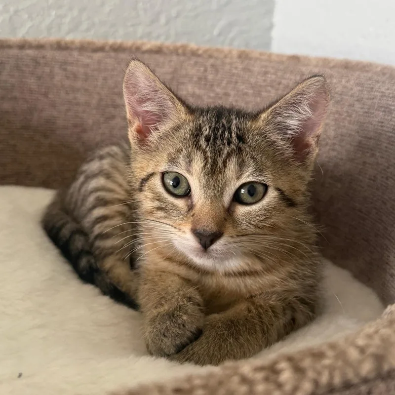 A baby small-sized female Brown / Chocolate Domestic Short Hair cat named Apple for adoption in West Palm Beach, FL