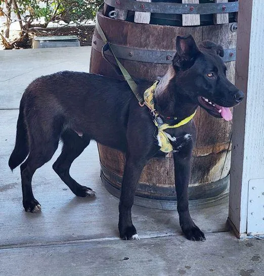 Cubby Bear thumbnail 2