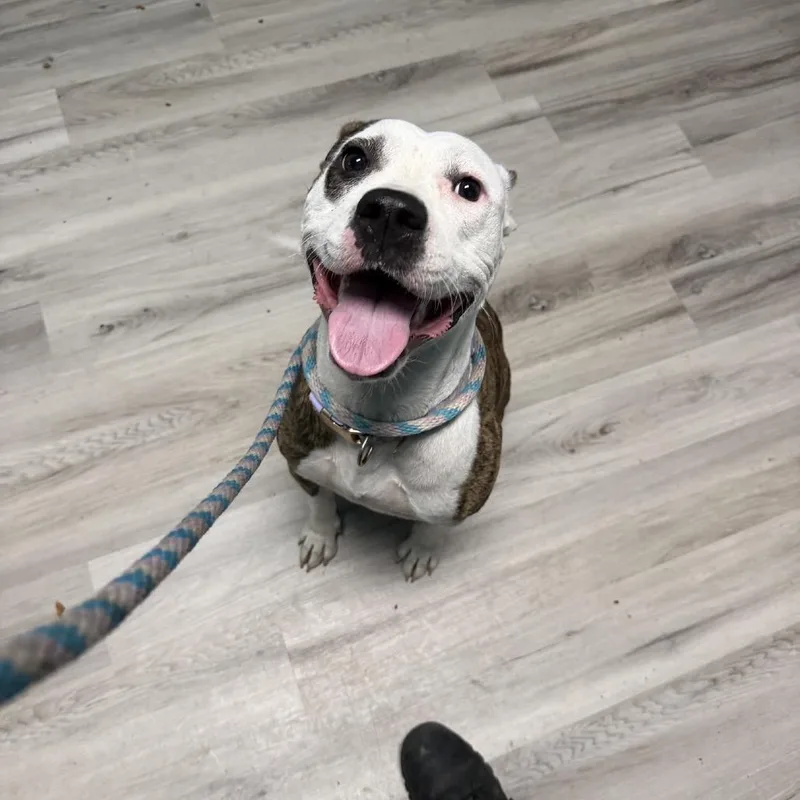 An adult small-sized female White / Cream Pit Bull Terrier dog named Purple Potato for adoption in St. Louis, MO