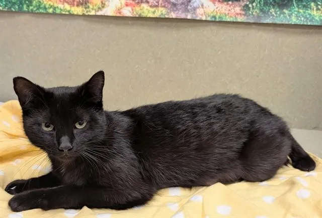 A young medium-sized female Domestic Short Hair cat named A for adoption in Moreno Valley, CA