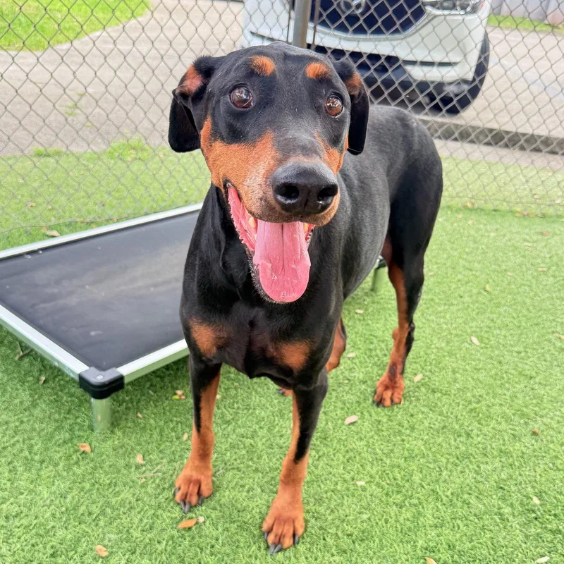 A young medium-sized female Doberman Pinscher dog named Bella for adoption in Oakland Park, FL