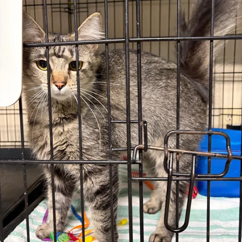 An adult medium-sized female Gray / Blue / Silver Domestic Long Hair cat named Charlie for adoption in West Point, MS