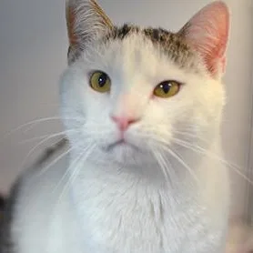 An adult large-sized male Domestic Short Hair cat named Bucket for adoption in Rapid City, SD