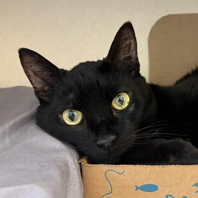 A senior large-sized male Black Domestic Short Hair cat named Spotty for adoption in Eatontown, NJ