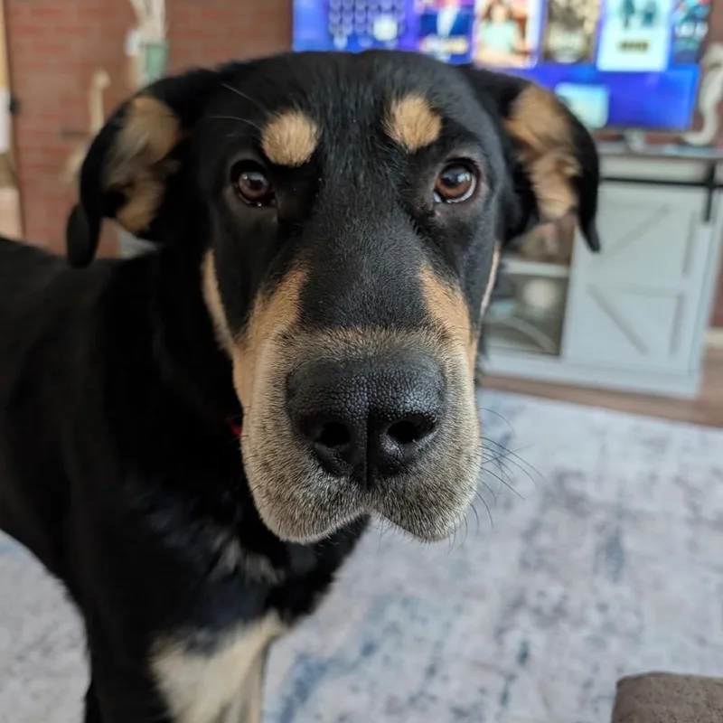 A young large-sized female Black Rottweiler dog named Lola for adoption in Tacoma, WA