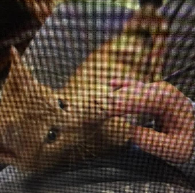 A young medium-sized male Orange / Red Domestic Short Hair cat named Private for adoption in Bardstown, KY