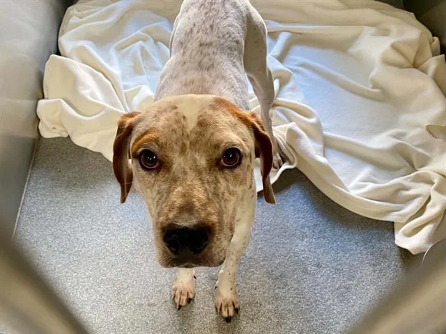 An adult large-sized male English Coonhound dog named Simon for adoption in Tustin, CA