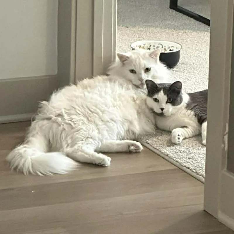 Bonded Pair: Eddie & thumbnail 2