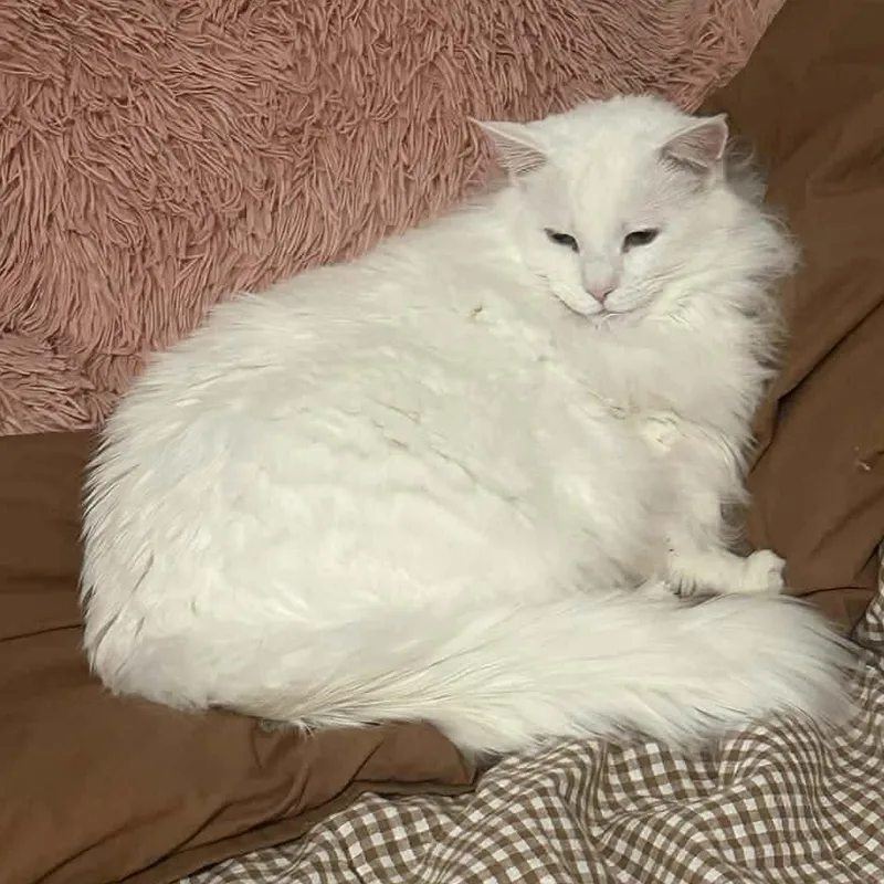 Bonded Pair: Eddie & thumbnail 4