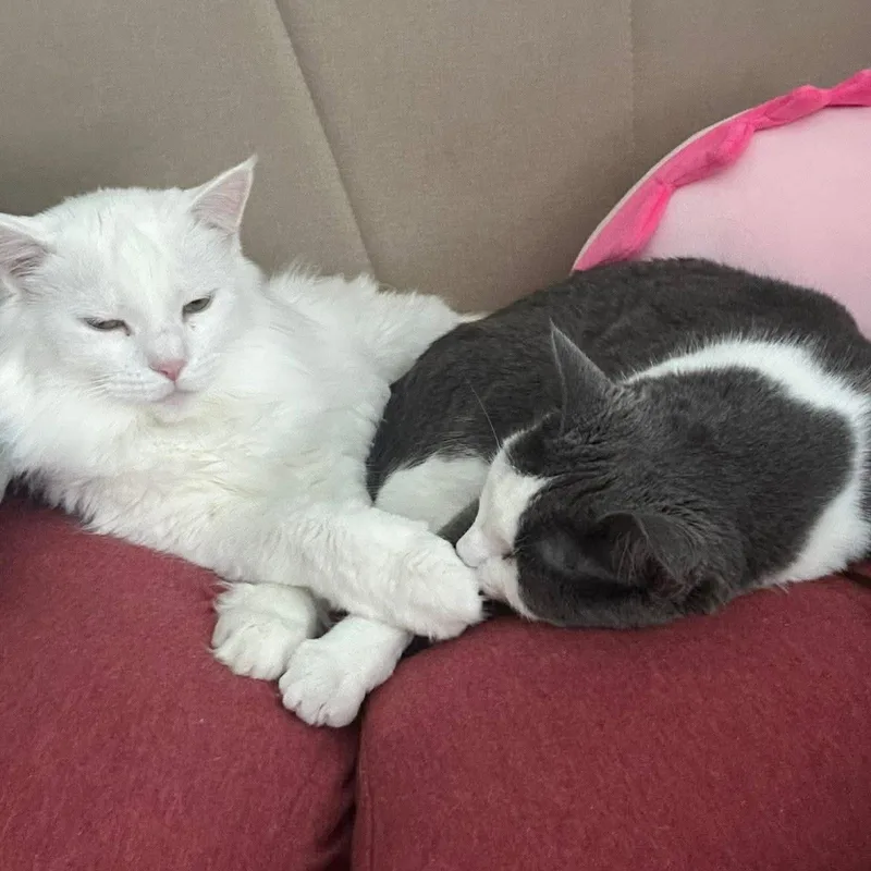 Bonded Pair: Eddie & thumbnail 5