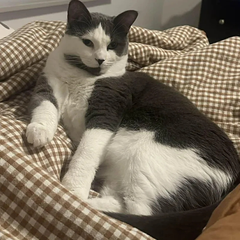 Bonded Pair: Eddie & thumbnail 6