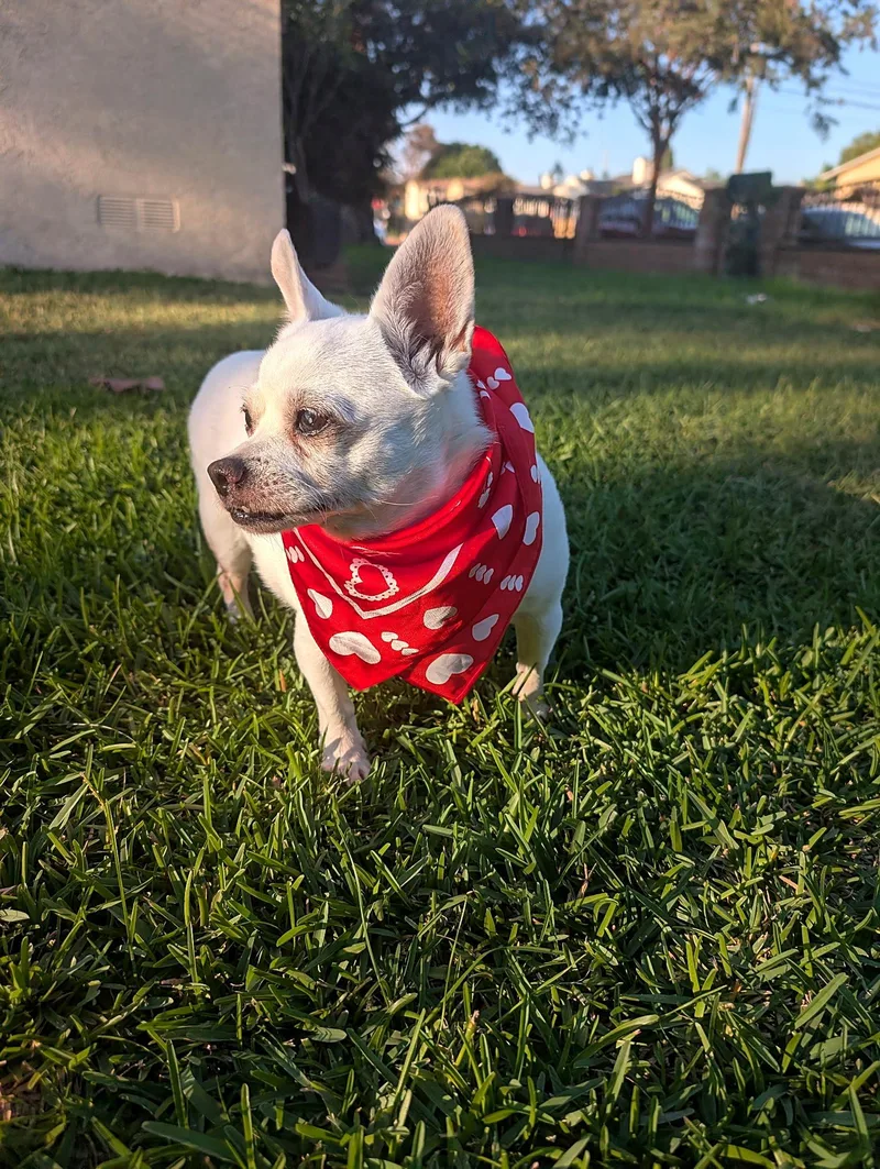 A senior small-sized female White / Cream Chihuahua dog named Luna for adoption in Redondo Beach, CA