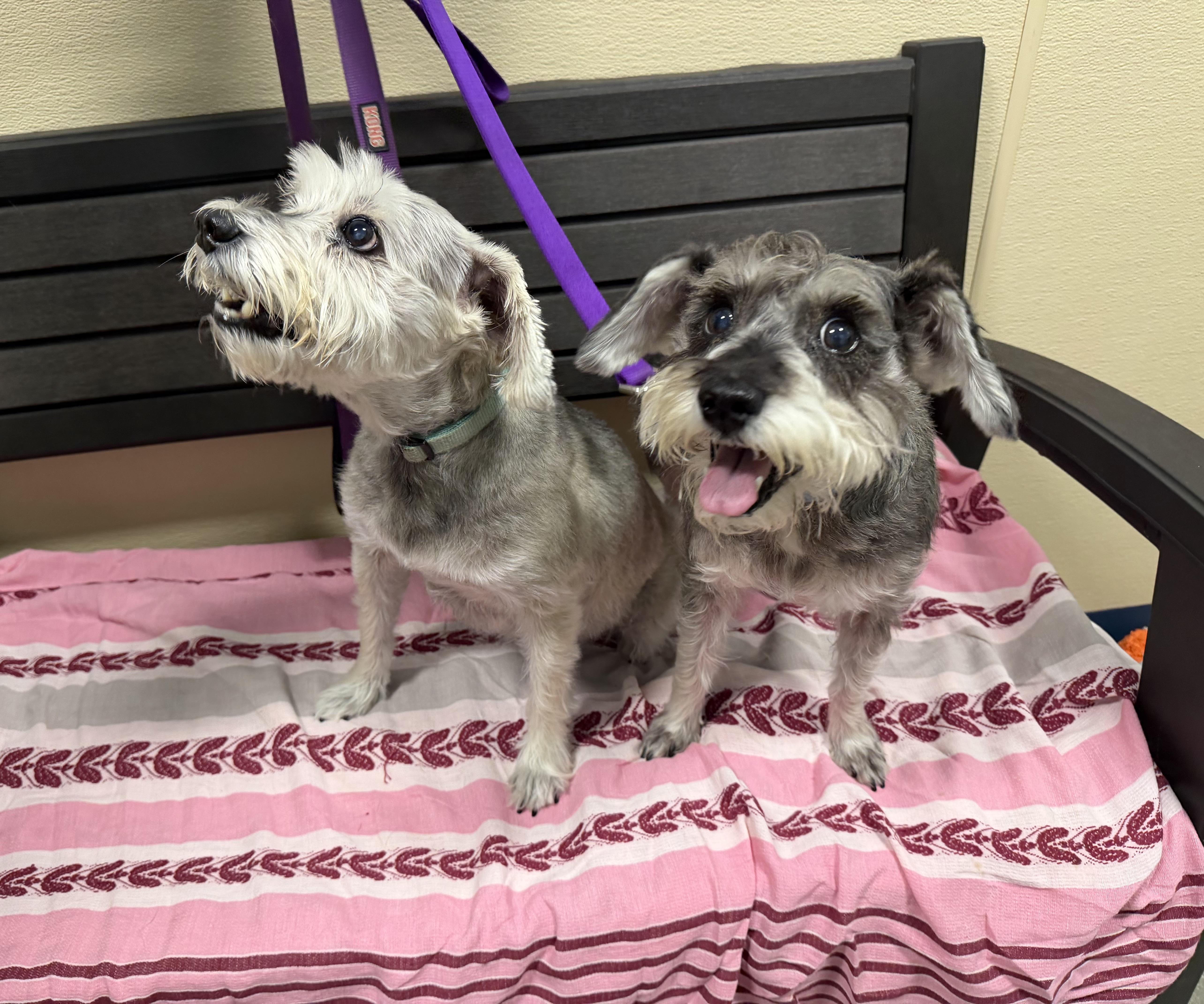 A senior small-sized female Gray / Blue / Silver Miniature Schnauzer dog named Juno and Pippa for adoption in New Rochelle, NY