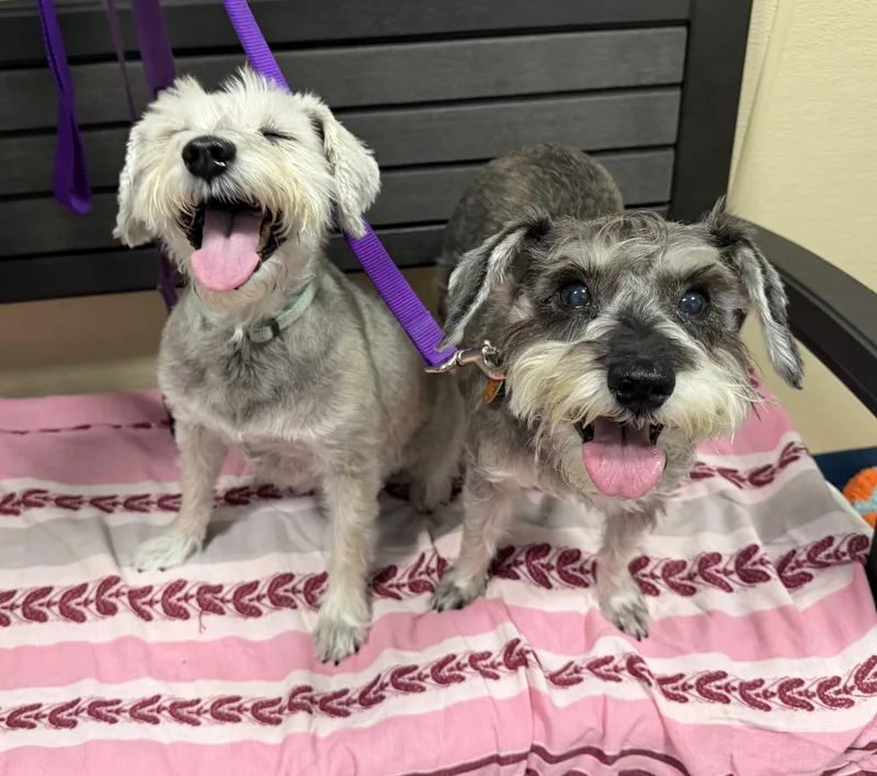 Juno and Pippa thumbnail 2