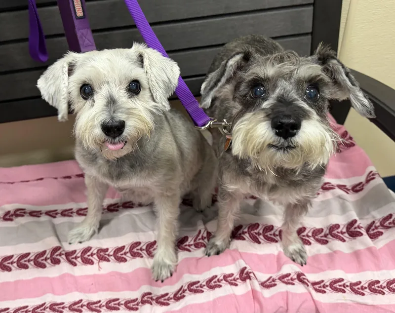 Juno and Pippa thumbnail 3