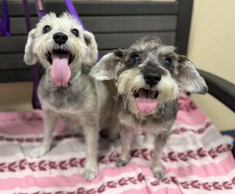 Juno and Pippa thumbnail 4