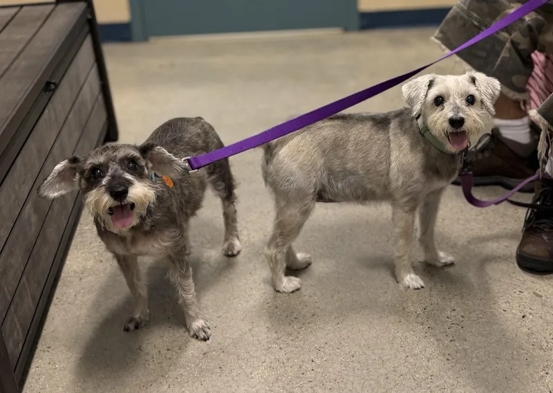 Juno and Pippa thumbnail 5