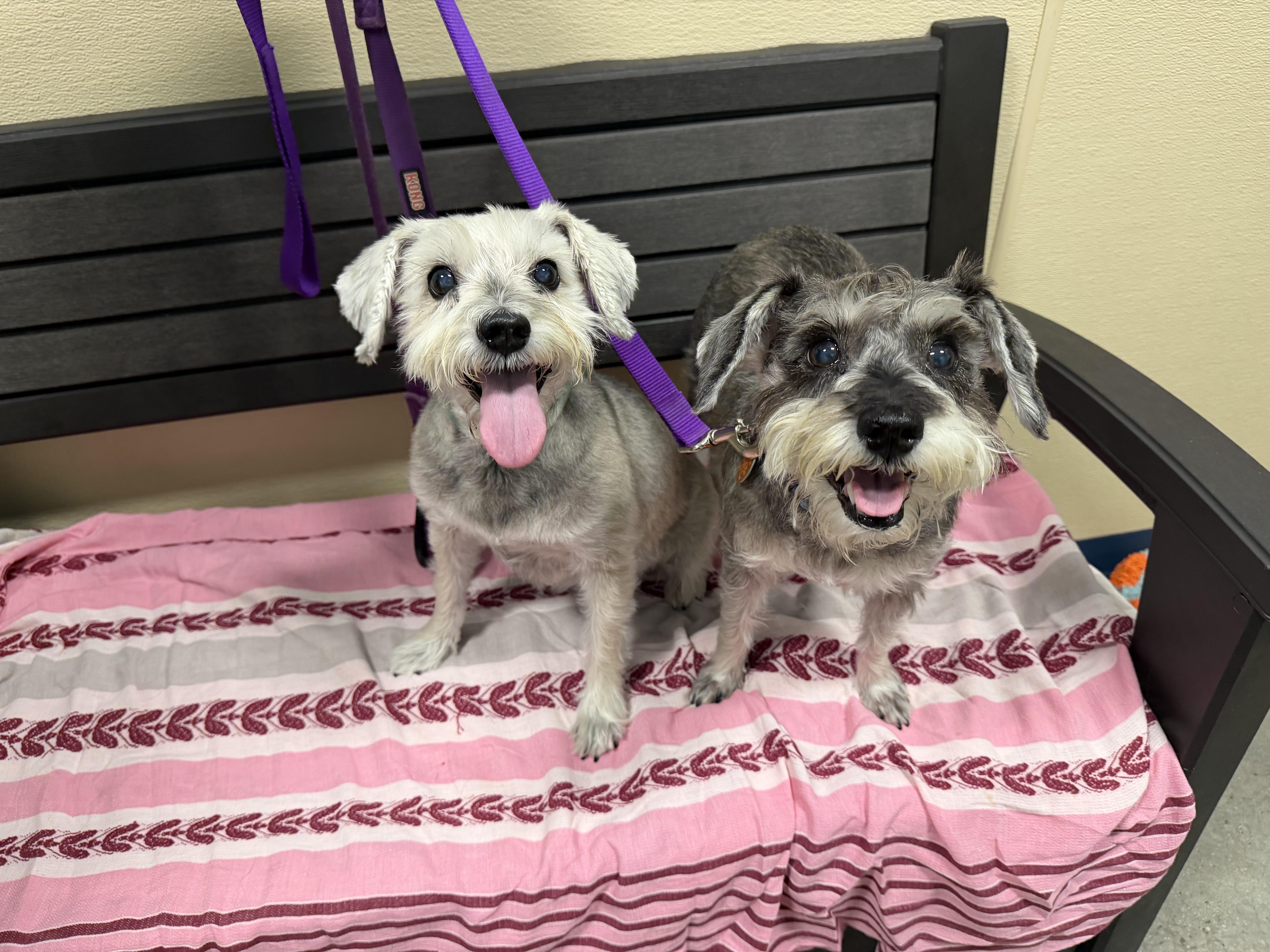 Juno and Pippa thumbnail 6