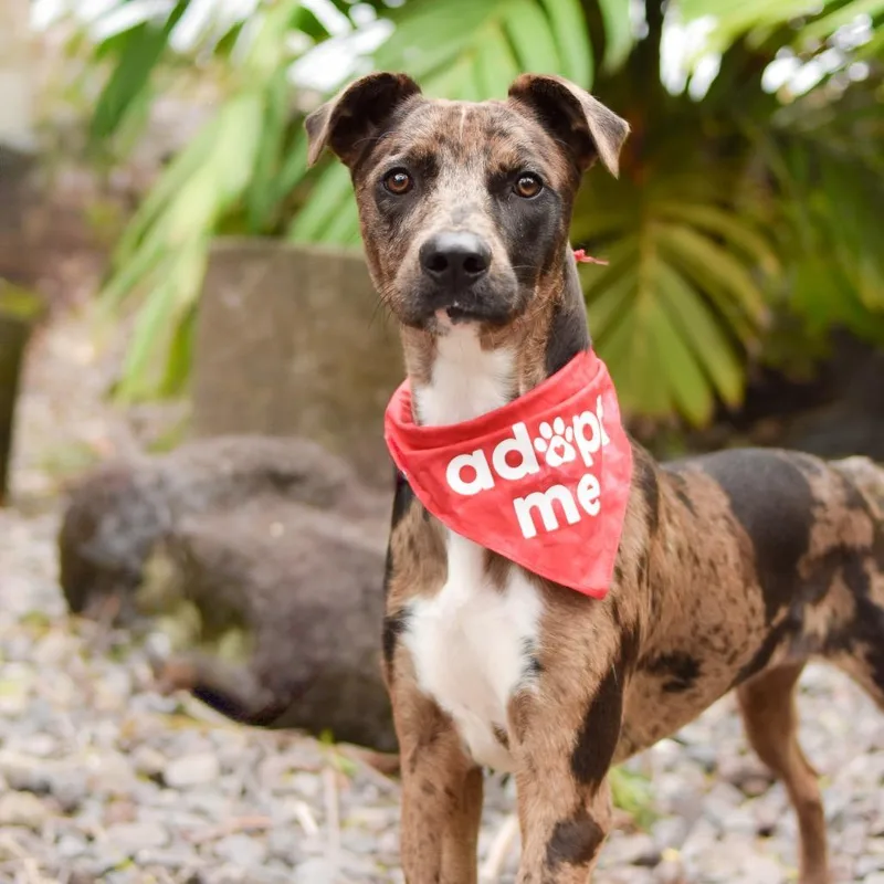A young medium-sized male Brown / Chocolate Mixed Breed dog named Keebler for adoption in Kailua Kona, HI