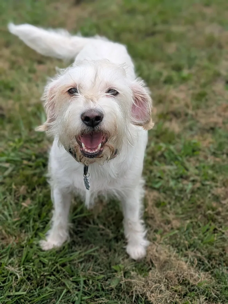 An adult medium-sized female Petit Basset Griffon Vendeen dog named Nugget Scruffy Cutness for adoption in Oakhurst, NJ
