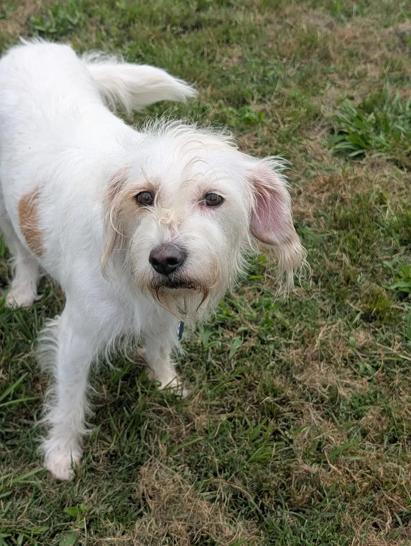 Nugget Scruffy Cutness thumbnail 2