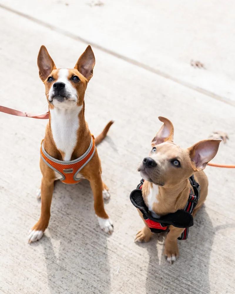 Charlie & Echo thumbnail 2