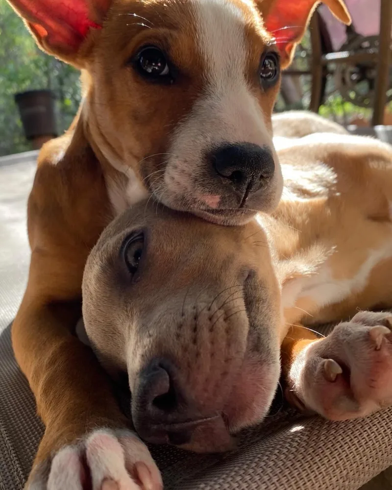 Charlie & Echo thumbnail 3