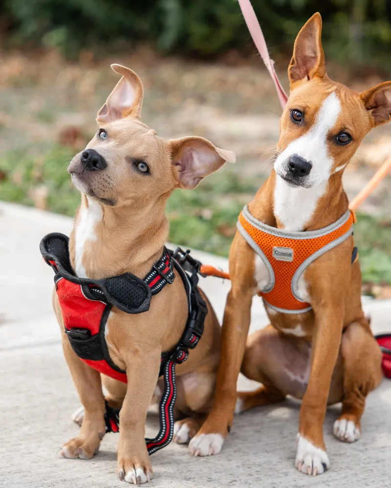 Charlie & Echo thumbnail 4