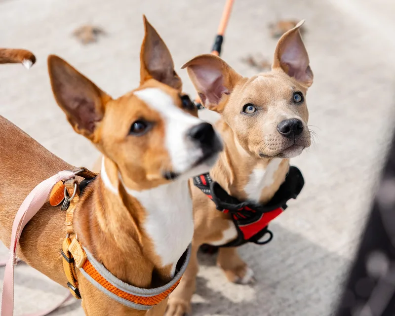 Charlie & Echo thumbnail 6