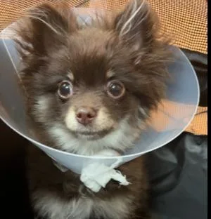 Coco