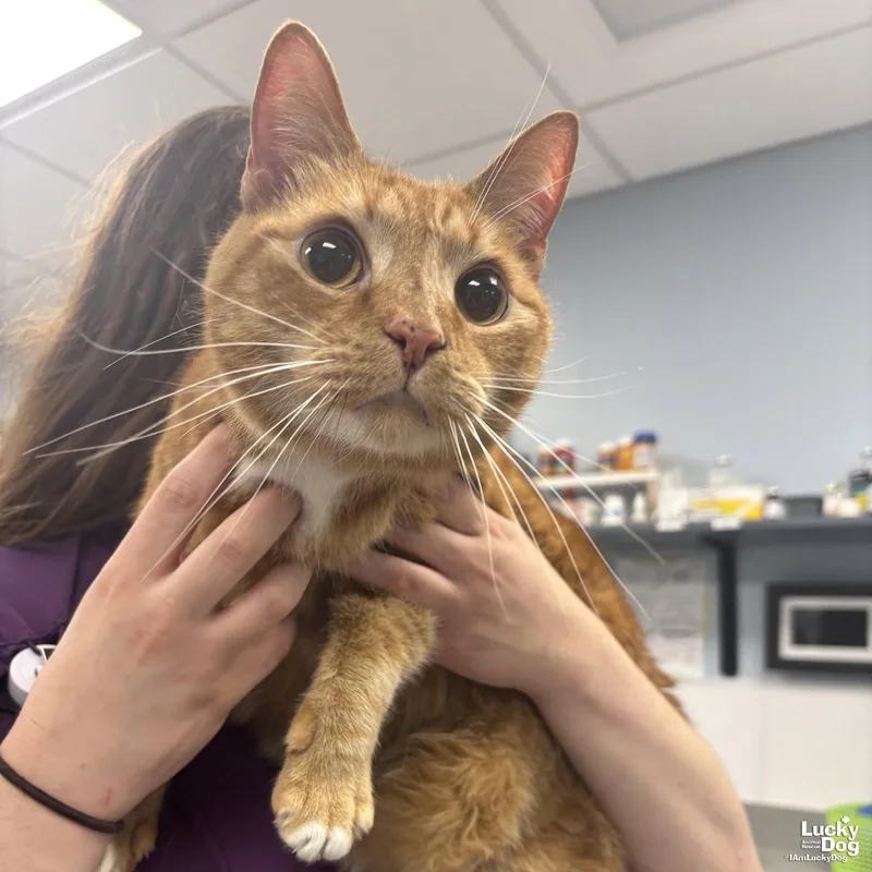 An adult large-sized male Orange & White Domestic Short Hair cat named Monkey for adoption in Washington, DC