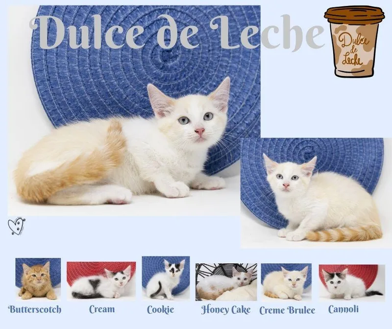 Dulce de Leche thumbnail 5