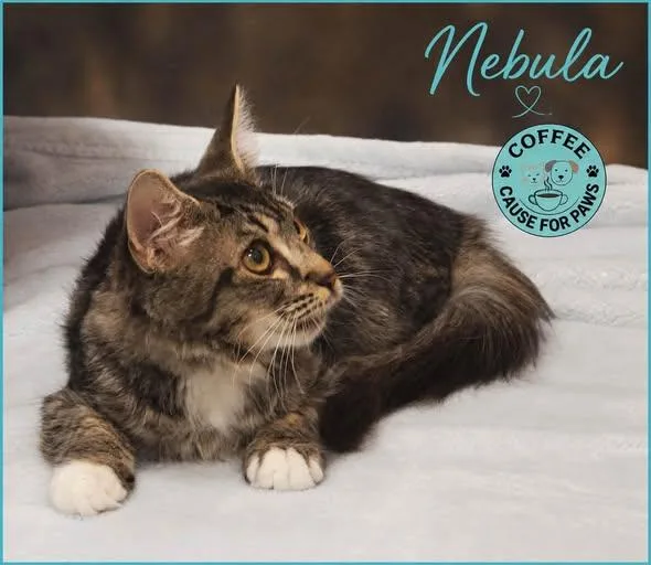 A young small-sized female Domestic Long Hair cat named Nebula for adoption in Douglas, GA