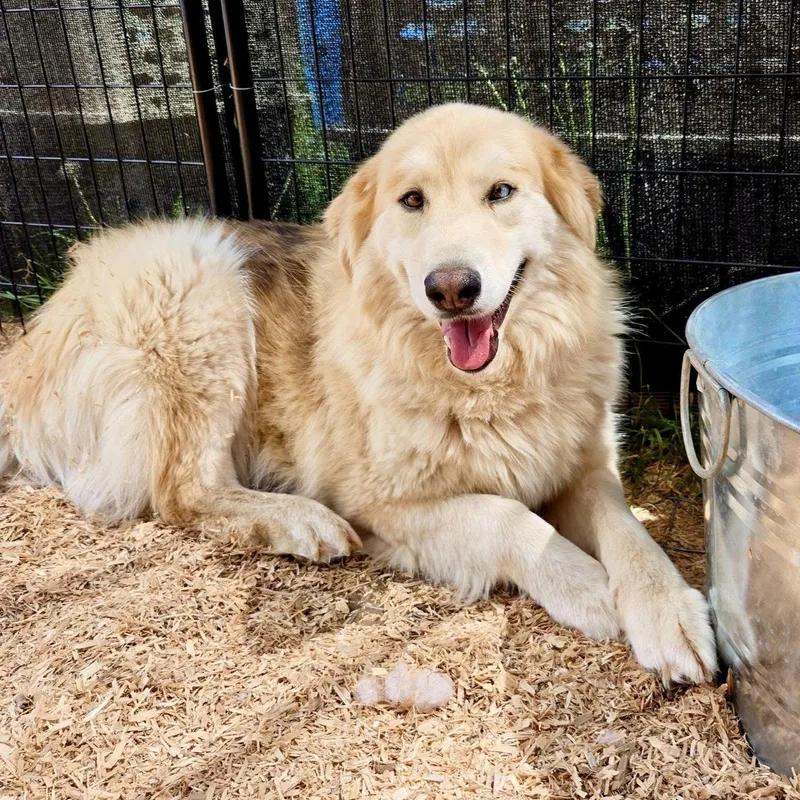 An adult medium-sized female Alaskan Malamute dog named Aurora & Rose for adoption in Deer Park, WA