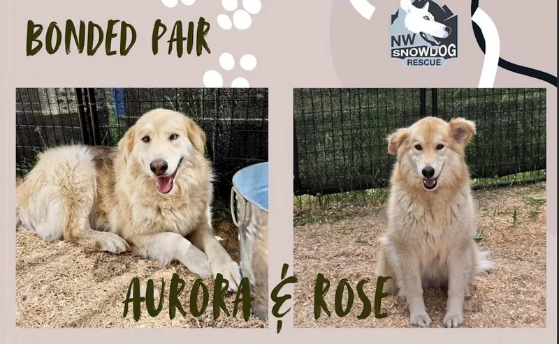 Aurora & Rose thumbnail 2