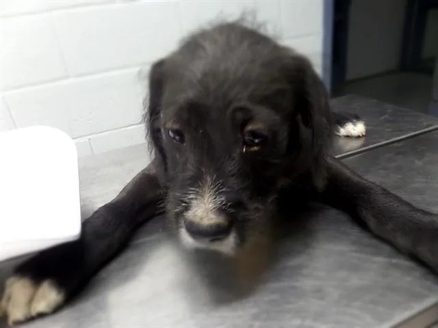 A baby small-sized male Labrador Retriever dog named Vishnu for adoption in Augusta, GA