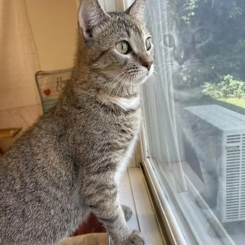 An adult medium-sized female Torbie Domestic Short Hair cat named Tawney for adoption in Red Wing, MN